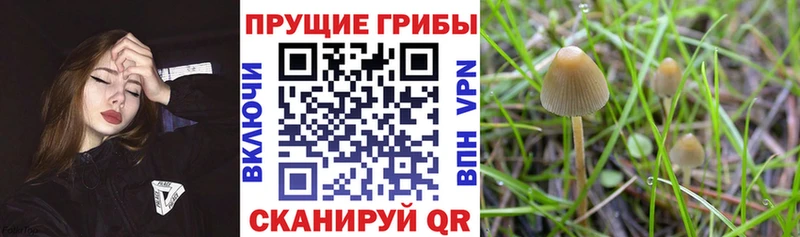 Галлюциногенные грибы GOLDEN TEACHER Мариинск